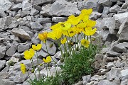 SENTIERO DEI FIORI CLAUDIO BRISSONI, percorso con giro ad anello, partendo dal Rif. Capanna 2000 il 5 luglio 2017 - FOTOGALLERY